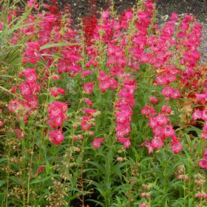 Penstemon CHA CHA™ ‘Pink’ | TERRA NOVA® Nurseries, Inc.