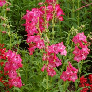 Penstemon CHA CHA™ ‘Pink’ | TERRA NOVA® Nurseries, Inc.