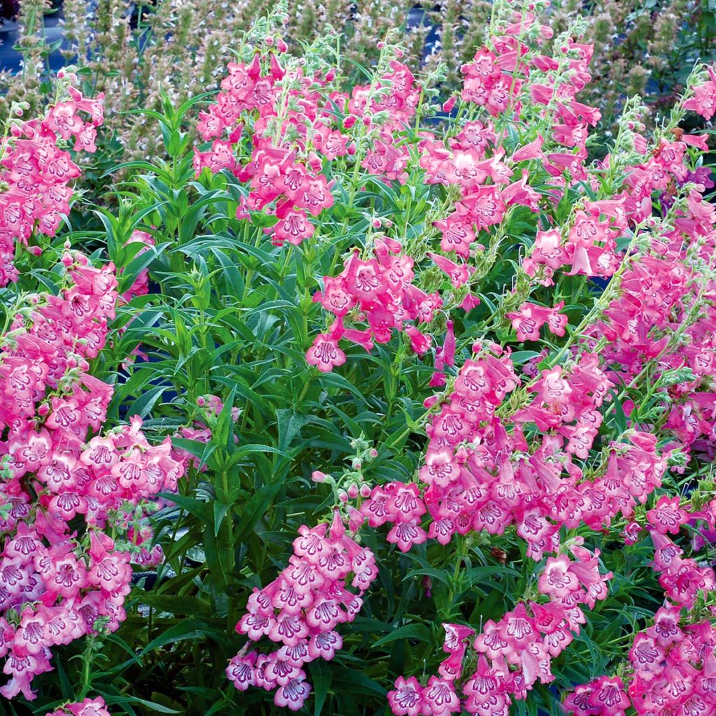 Penstemon CHA CHA™ ‘Pink’ | TERRA NOVA® Nurseries, Inc.