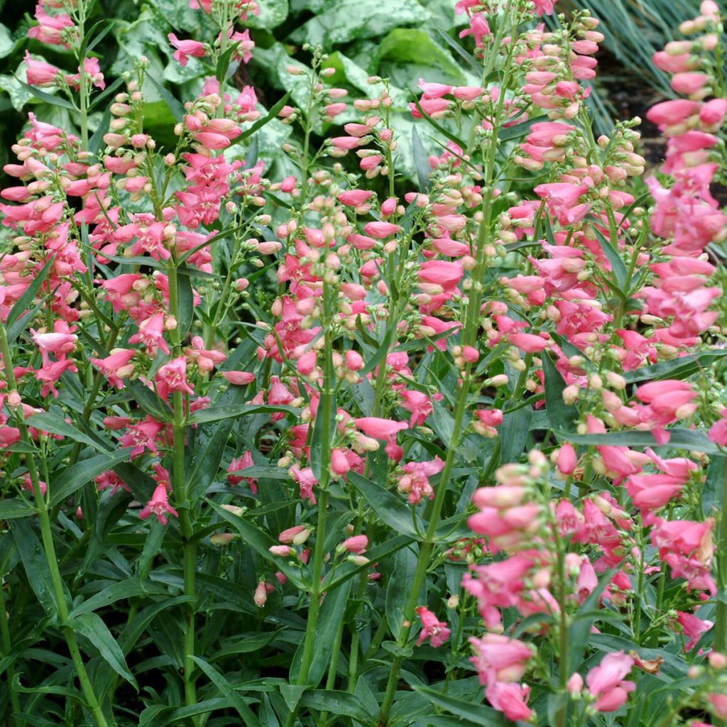 Penstemon ‘Pink Chablis’ | TERRA NOVA® Nurseries, Inc.