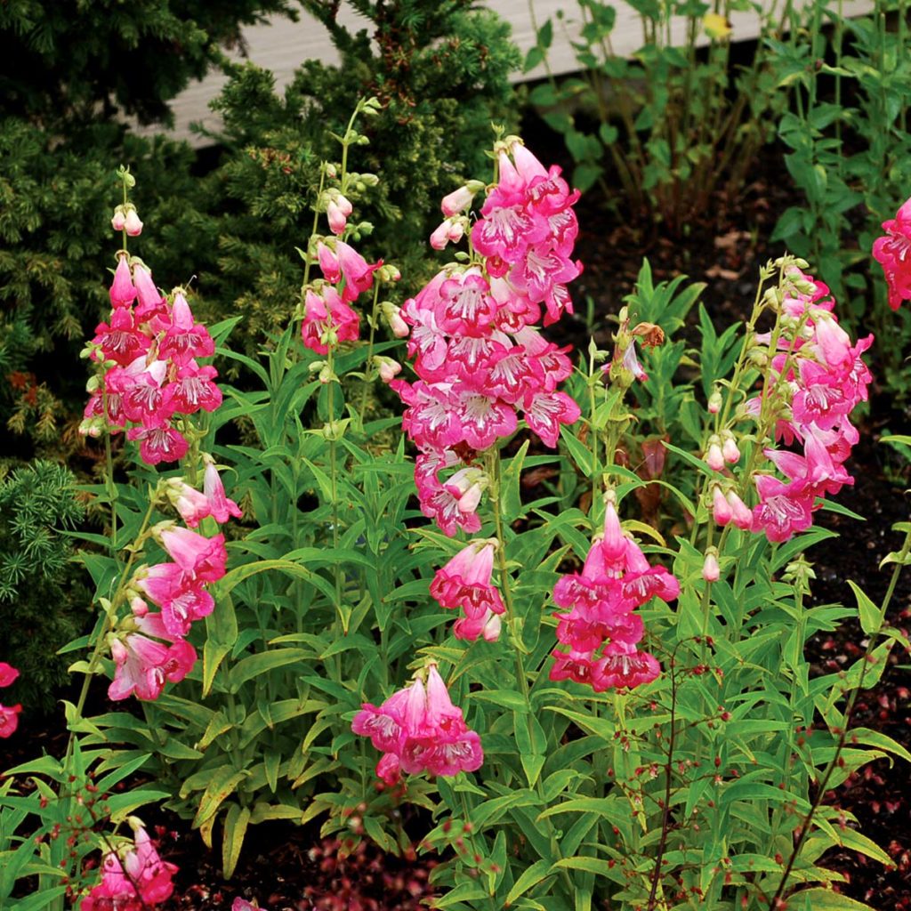 Penstemon ‘Strawberry Taffy’ | TERRA NOVA® Nurseries, Inc.