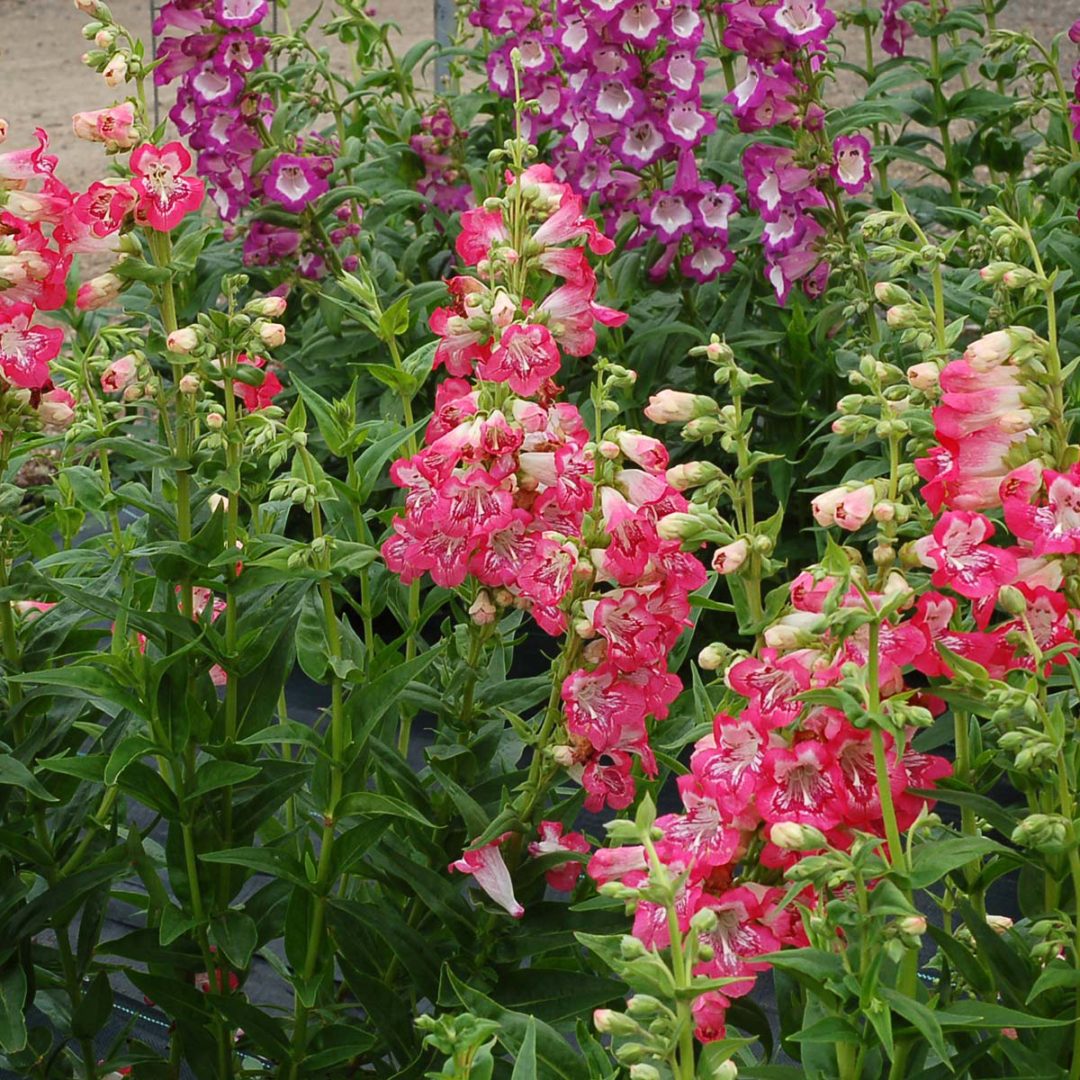 Penstemon ‘Strawberry Taffy’ | TERRA NOVA® Nurseries, Inc.