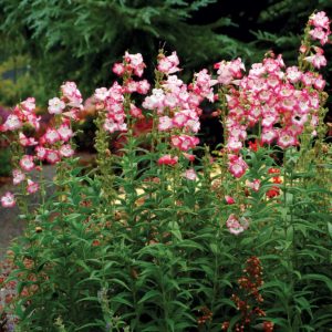 Penstemon ‘Watermelon Taffy’ | TERRA NOVA® Nurseries, Inc.