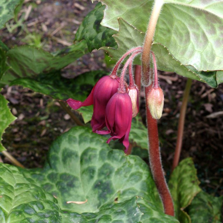 Podophyllum ‘Spotty Dotty’ | TERRA NOVA® Nurseries, Inc.