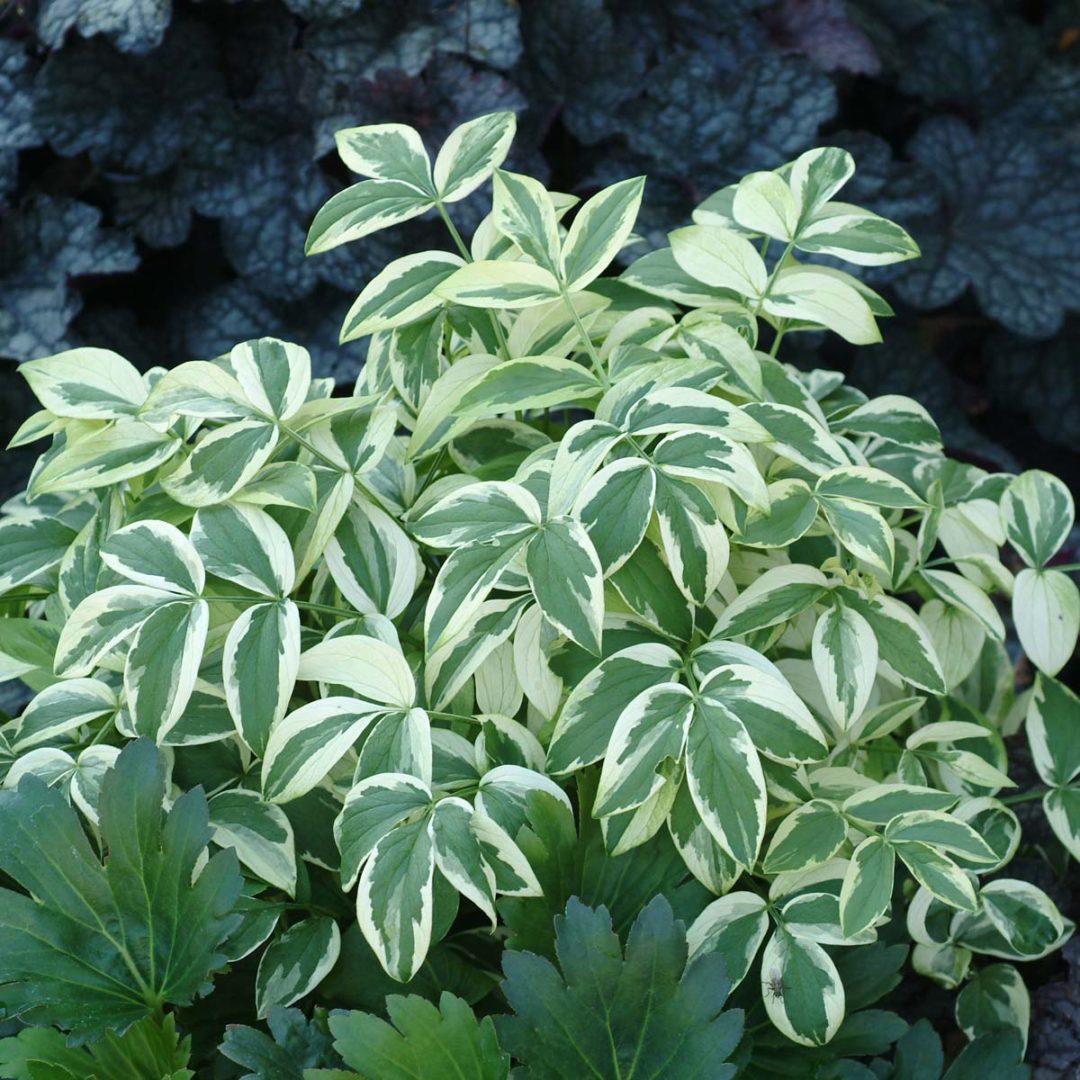 Polemonium ‘Stairway to Heaven’ | TERRA NOVA® Nurseries, Inc.