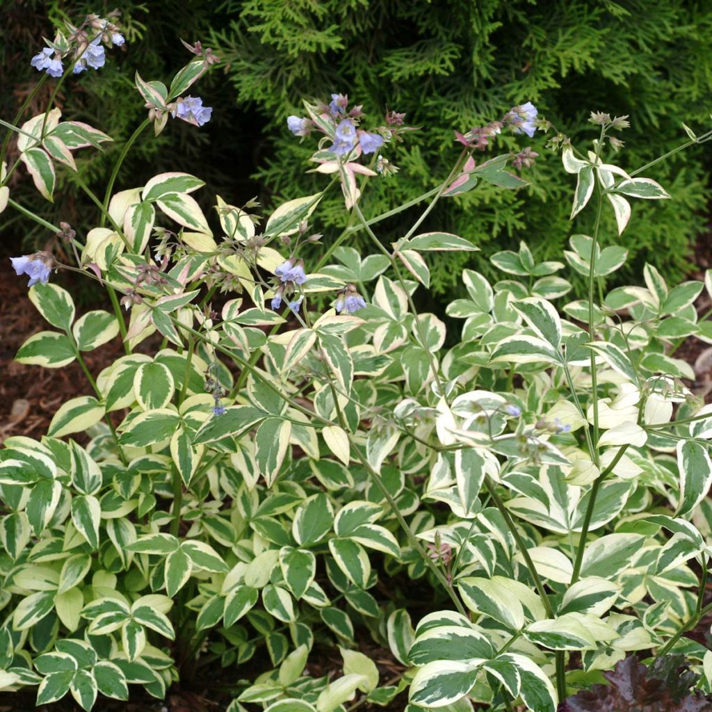 Polemonium ‘Stairway to Heaven’ | TERRA NOVA® Nurseries, Inc.