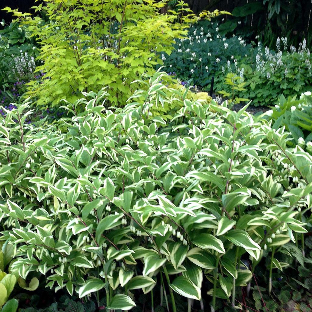 Polygonatum ‘Double Stuff’ | TERRA NOVA® Nurseries, Inc.