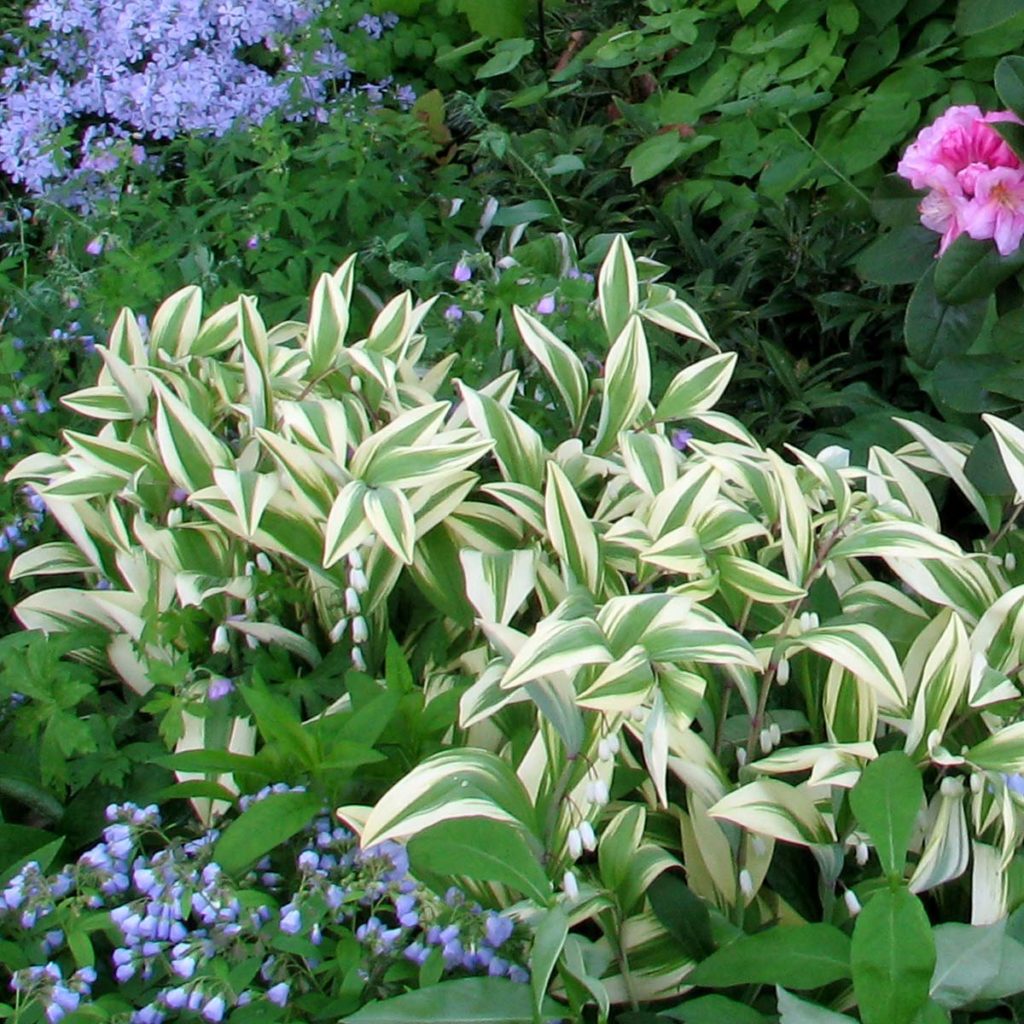 Polygonatum ‘Double Stuff’ | TERRA NOVA® Nurseries, Inc.