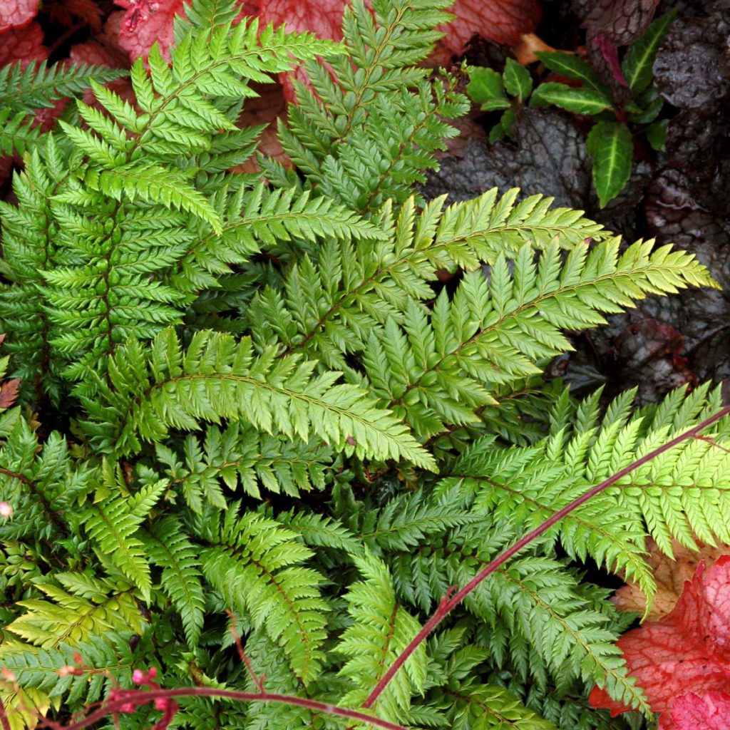 Polystichum ‘Shiny Holly’ | TERRA NOVA® Nurseries, Inc.