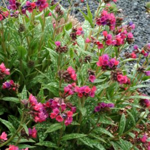 Pulmonaria ‘Raspberry Splash’ | TERRA NOVA® Nurseries, Inc.