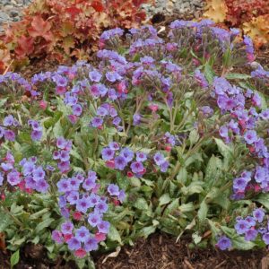 Pulmonaria ‘Silver Shimmers’ | TERRA NOVA® Nurseries, Inc.