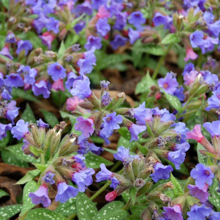 Pulmonaria ‘Trevi Fountain’ | TERRA NOVA® Nurseries, Inc.