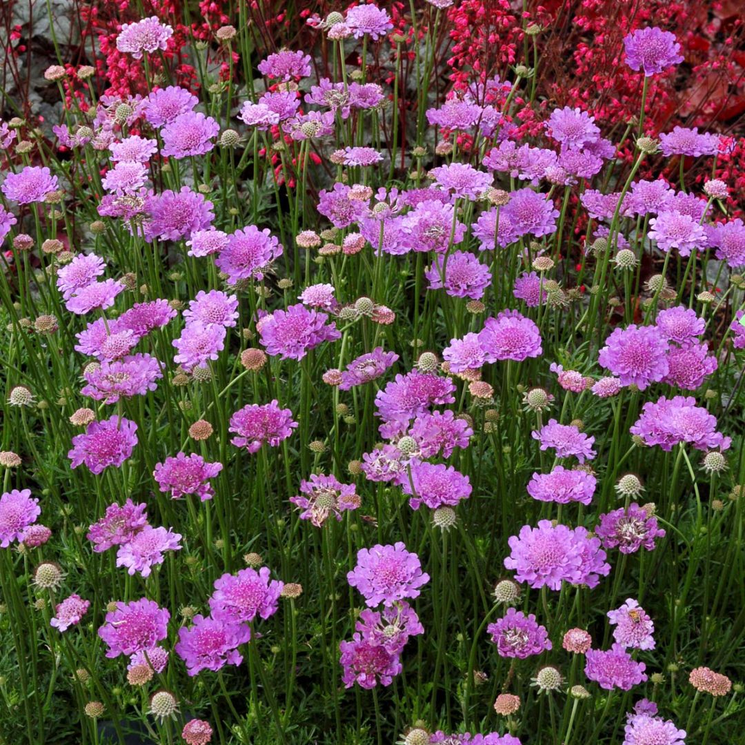 Scabiosa ‘Vivid Violet’ | TERRA NOVA® Nurseries, Inc.