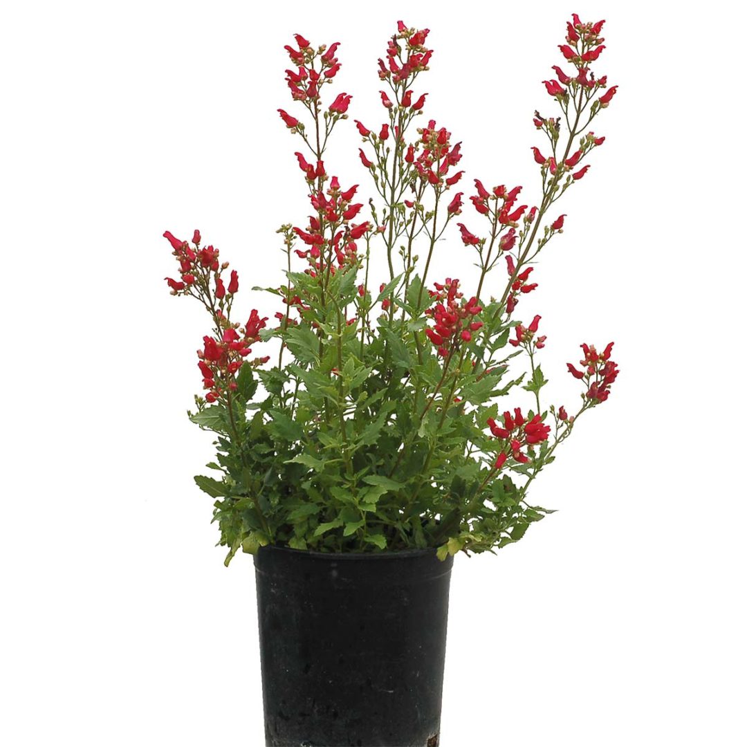 Scrophularia CARDINALE™ ‘Red’ | TERRA NOVA® Nurseries, Inc.