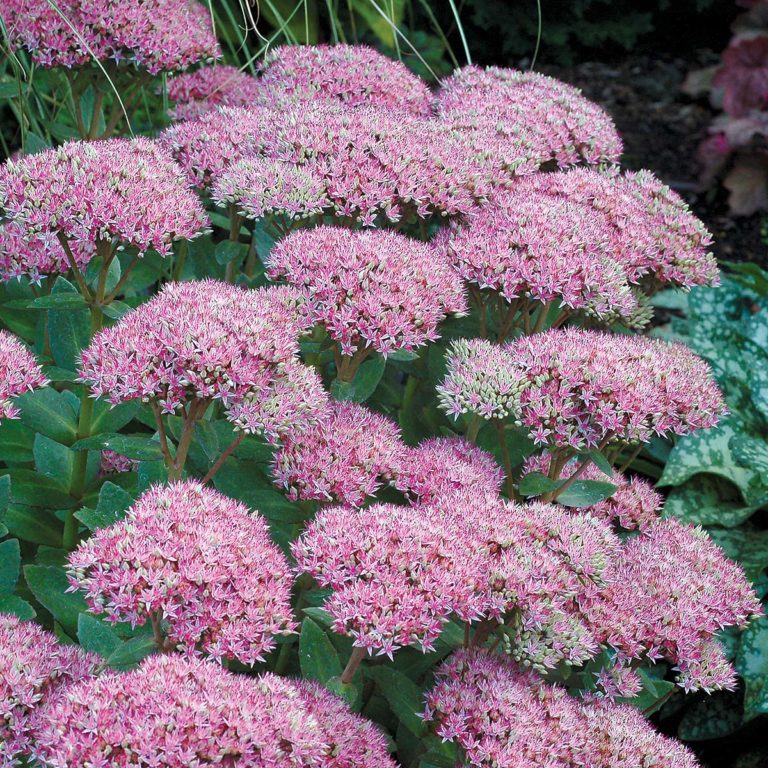 Sedum | TERRA NOVA® Nurseries, Inc.