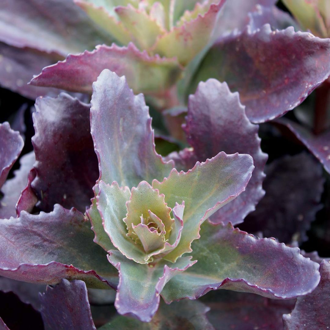 Sedum ‘Cherry Truffle’ | TERRA NOVA® Nurseries, Inc.