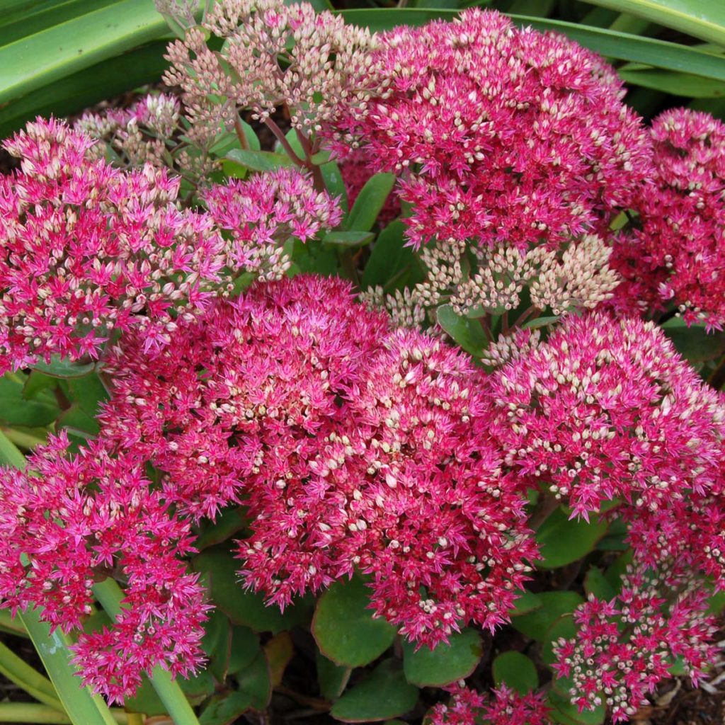 Sedum ‘Class Act’ TERRA NOVA® Nurseries, Inc.