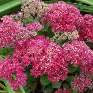 Sedum ‘Class Act’ | TERRA NOVA® Nurseries, Inc.