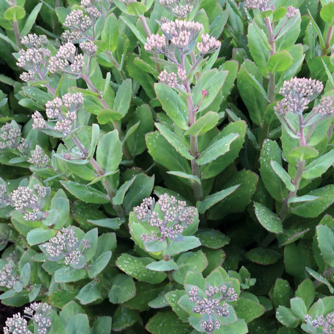 Sedum ‘Class Act’ | TERRA NOVA® Nurseries, Inc.