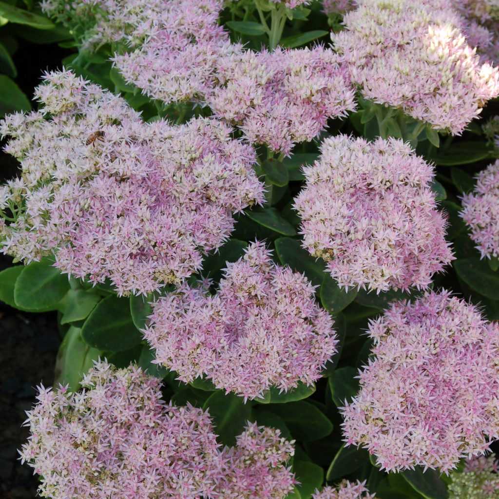 Sedum ‘Crystal Pink’ | TERRA NOVA® Nurseries, Inc.