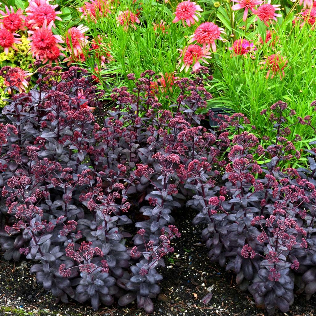 sedum-desert-black-terra-nova-nurseries-inc