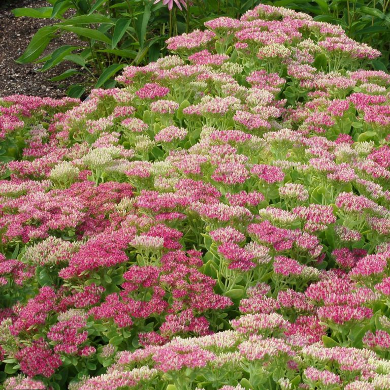 Sedum ‘Hot Stuff’ | TERRA NOVA® Nurseries, Inc.