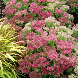 Sedum ‘Hot Stuff’ | TERRA NOVA® Nurseries, Inc.