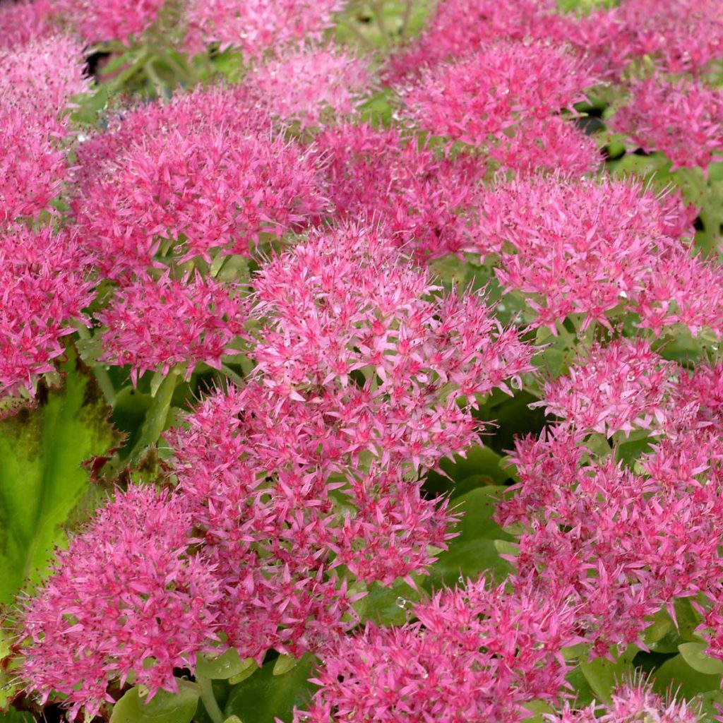 Sedum ‘Hot Stuff’ | TERRA NOVA® Nurseries, Inc.