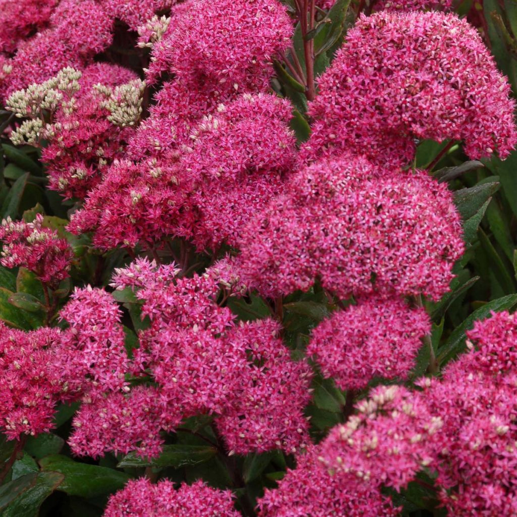 Sedum ‘mr. Goodbud’ 