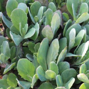 Sedum ‘Mr. Goodbud’ | TERRA NOVA® Nurseries, Inc.