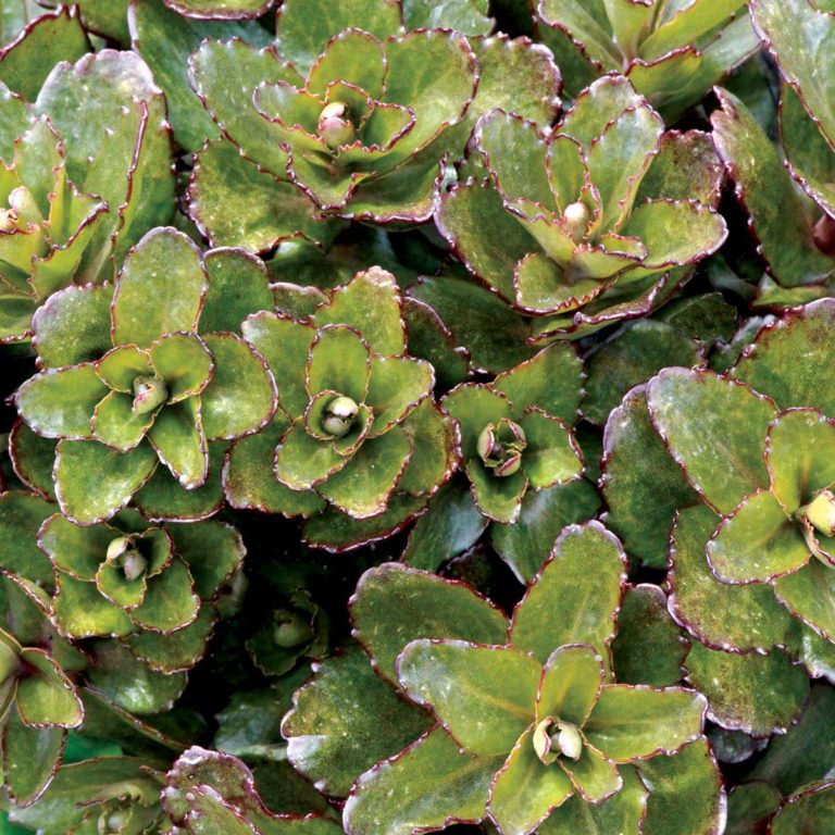 Sedum ‘Orbit Bronze’ | TERRA NOVA® Nurseries, Inc.