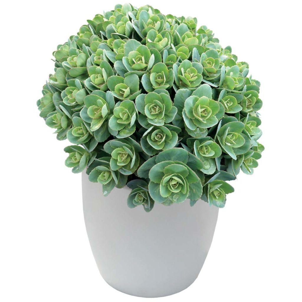 Sedum ‘Rosetta’ | TERRA NOVA® Nurseries, Inc.