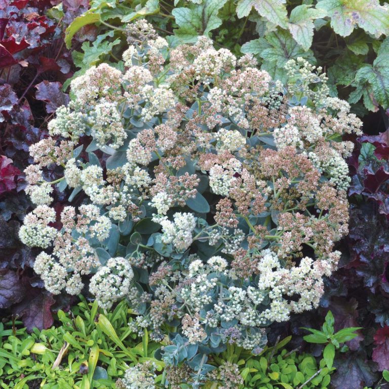 Sedum ‘Rosetta’ | TERRA NOVA® Nurseries, Inc.