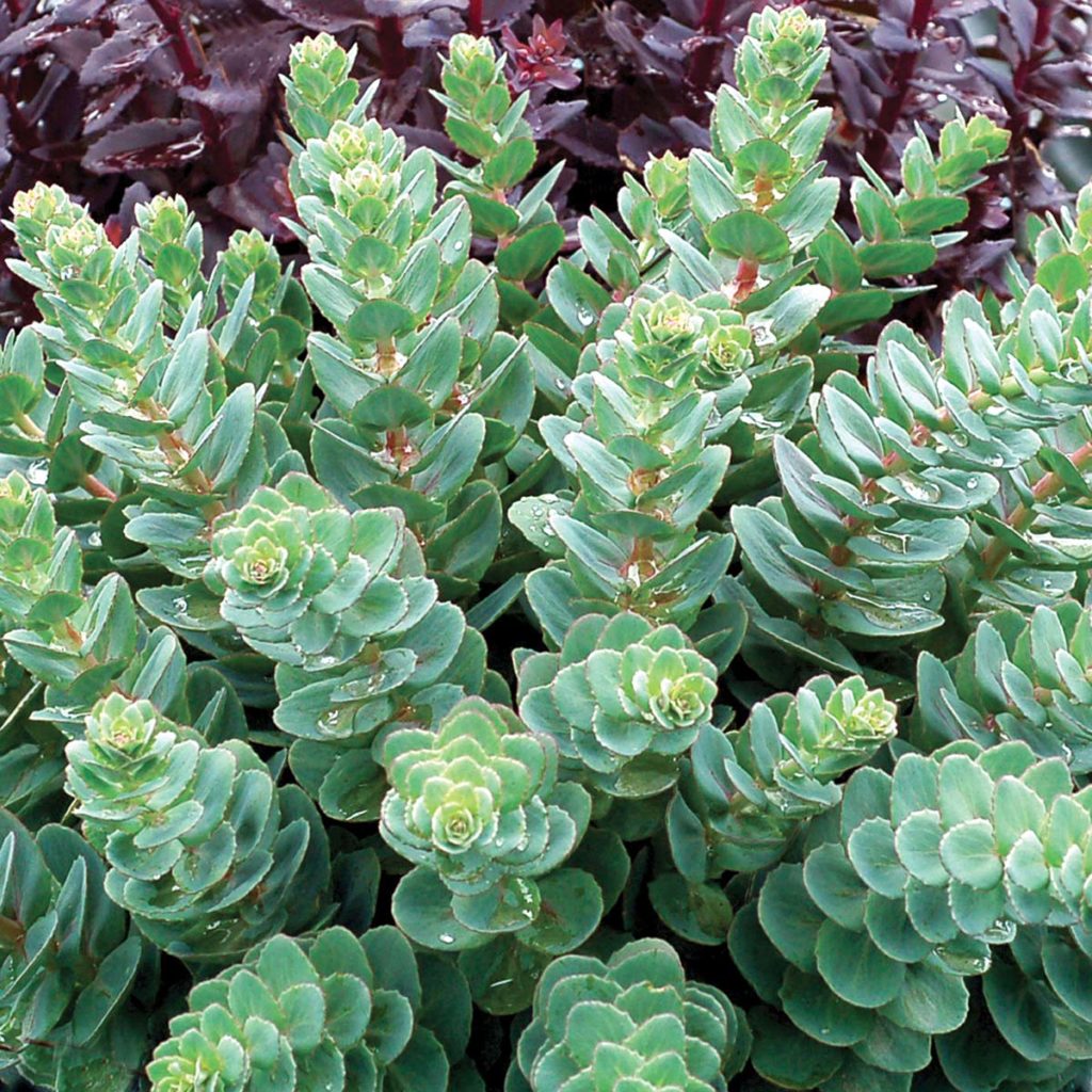 Sedum ‘Rosetta’ | TERRA NOVA® Nurseries, Inc.