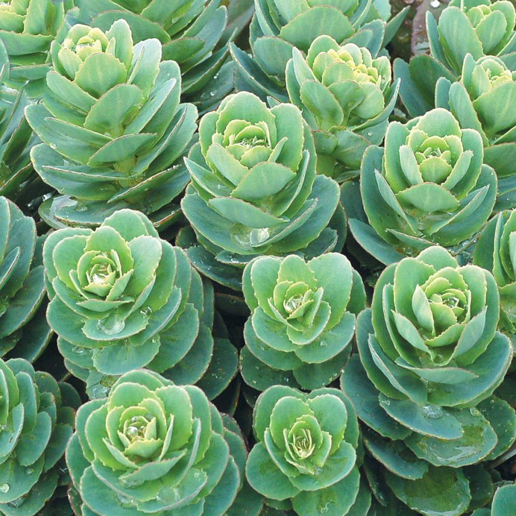 Sedum ‘Rosetta’ | TERRA NOVA® Nurseries, Inc.