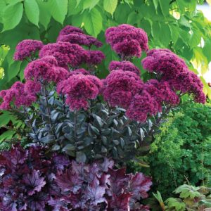 Sedum 'Thunderhead'