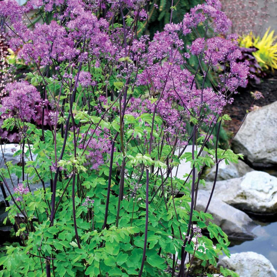 Thalictrum Black Stockings TERRA NOVA Nurseries Inc