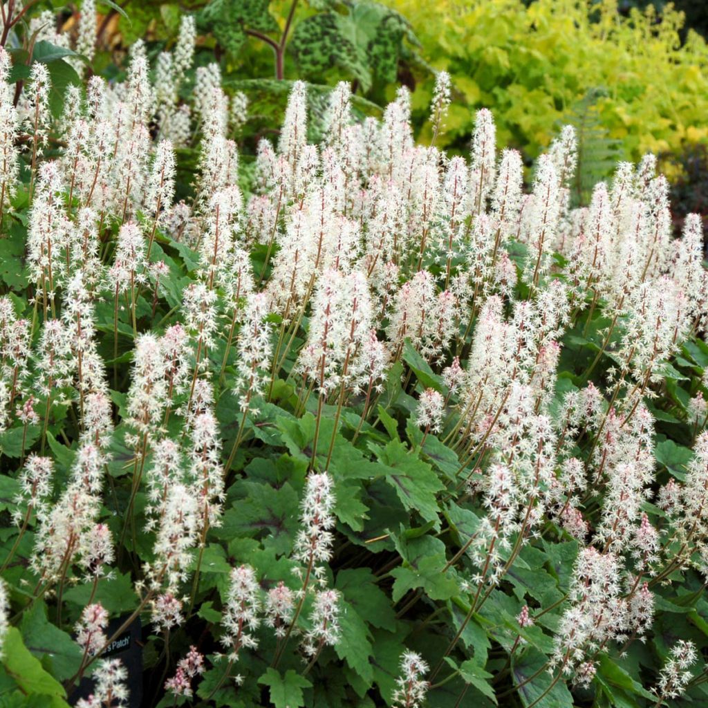 Tiarella ‘Pirate’s Patch’ | TERRA NOVA® Nurseries, Inc.