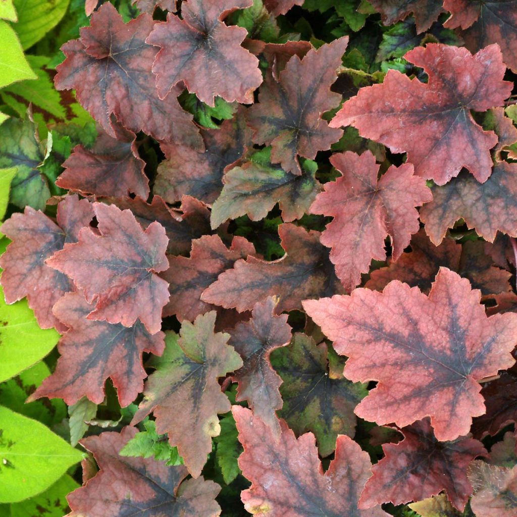 Tiarella ‘pirate’s Patch’ 