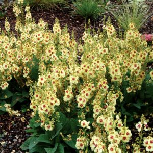 Verbascum ‘Dark Eyes’ | TERRA NOVA® Nurseries, Inc.