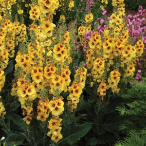 Verbascum ‘Gold Nugget’ | TERRA NOVA® Nurseries, Inc.