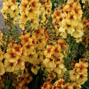 Verbascum ‘Honey Dijon’ | TERRA NOVA® Nurseries, Inc.