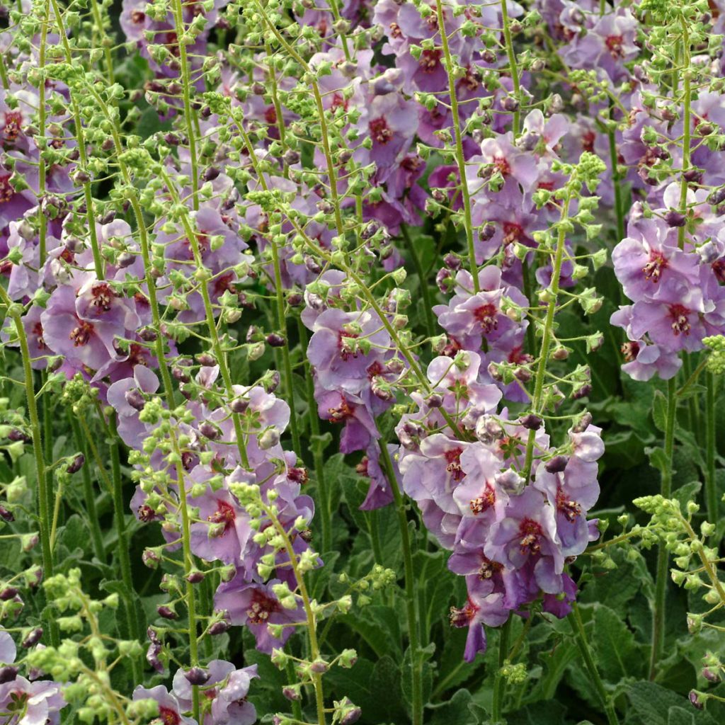 Verbascum ‘Plum Smokey’ | TERRA NOVA® Nurseries, Inc.