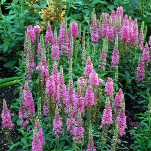 Veronica 'Aspire'