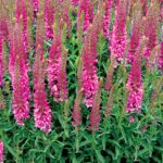 Veronica ‘Aspire’ | TERRA NOVA® Nurseries, Inc.