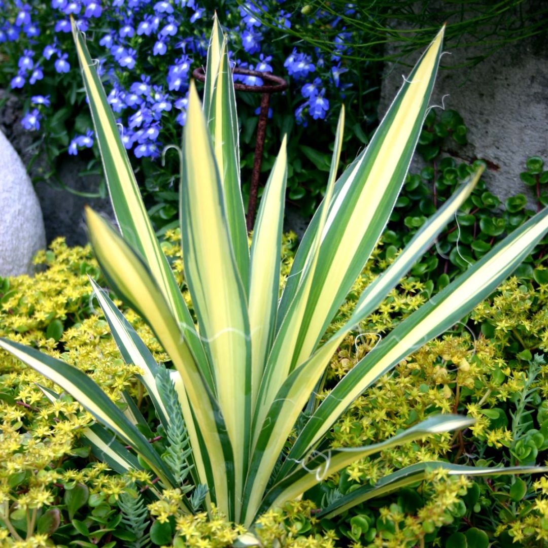 Yucca Color Guard TERRA NOVA Nurseries Inc   Yucca Color Guard 1 1080x1080 