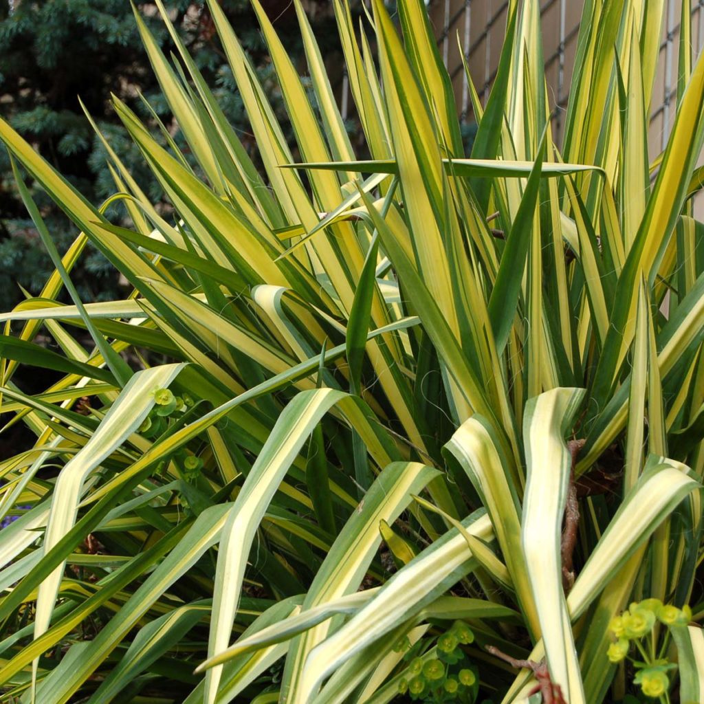 Yucca ‘Color Guard’ | TERRA NOVA® Nurseries, Inc.