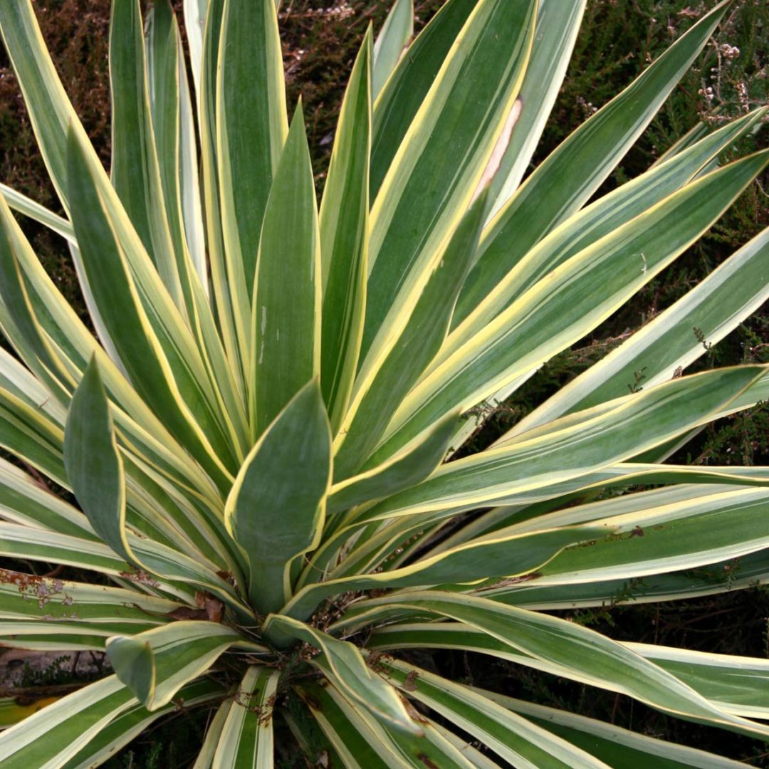 Yucca ‘Variegata’ | TERRA NOVA® Nurseries, Inc.