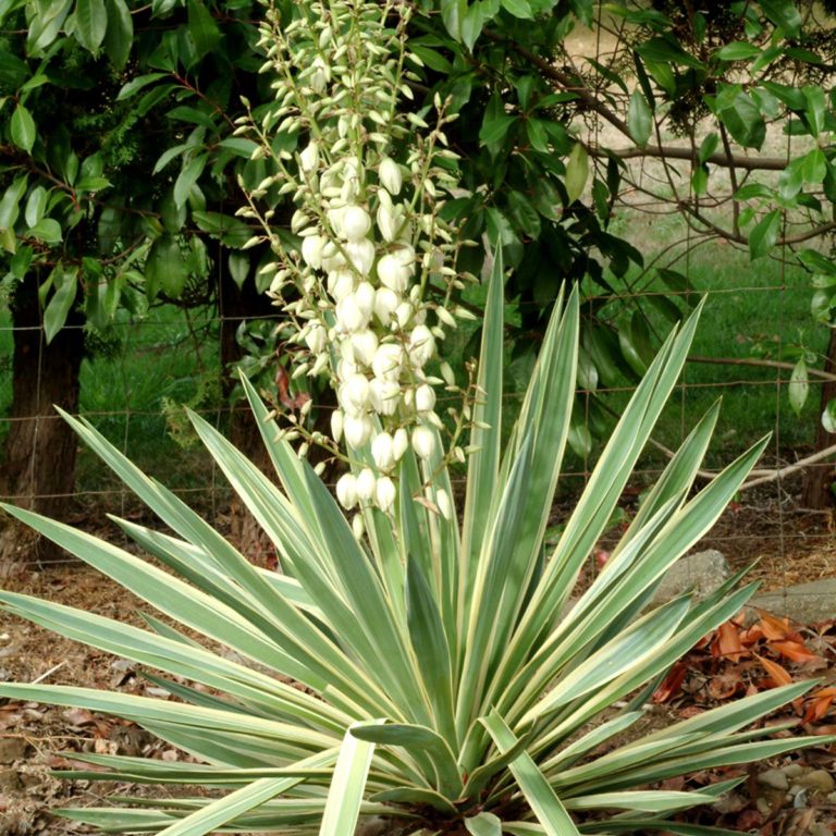 Yucca ‘Variegata’ | TERRA NOVA® Nurseries, Inc.