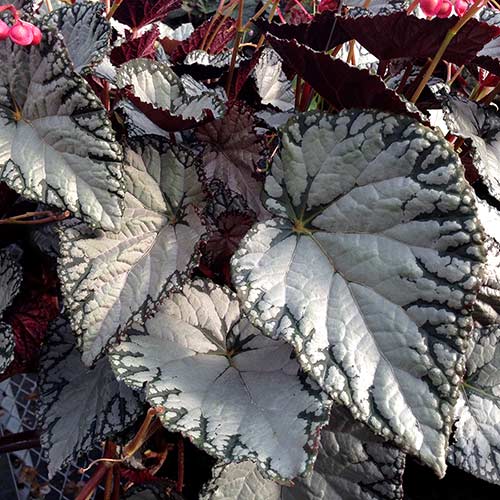 Begonia SILVER™ Lace